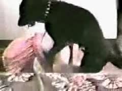 Dog sniffs the ass of pet porn owner